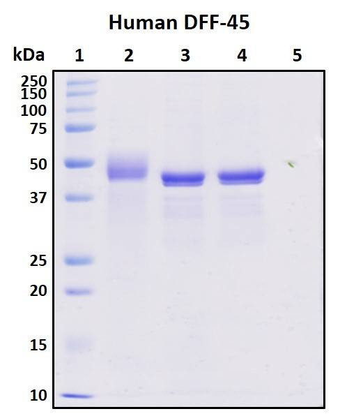 Recombinant Human DFF-45 Protein, Biotinylated