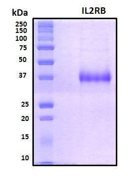 Recombinant Human IL2RB Protein, Biotinylated