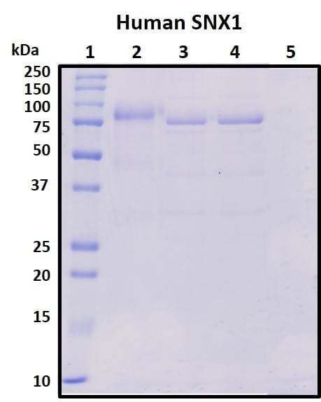 Recombinant Human Sorting Nexin 1 (SNX1) Protein, Biotinylated