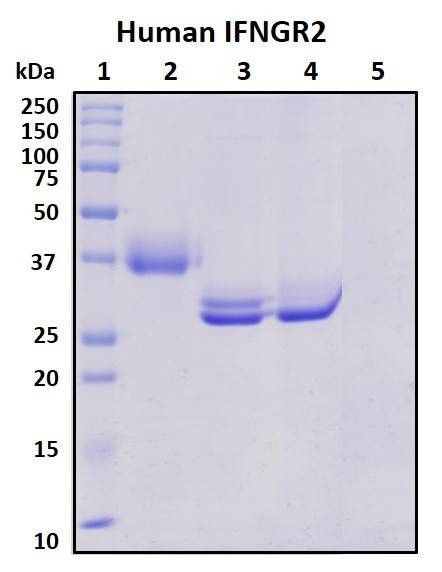 Recombinant Human IFNGR2 Protein, Biotinylated