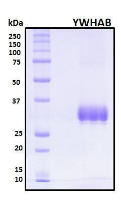 Recombinant Human YWHAB Protein, Biotinylated