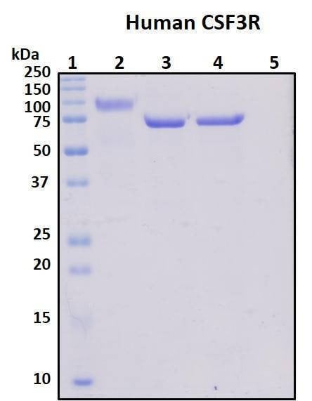Recombinant Human CSF3R (N-Terminal) Protein, Biotinylated