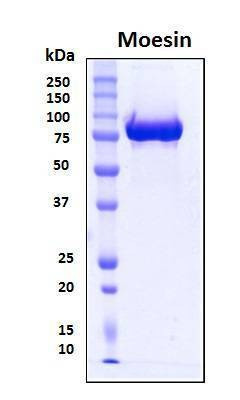 Recombinant Human Moesin Protein, Biotinylated