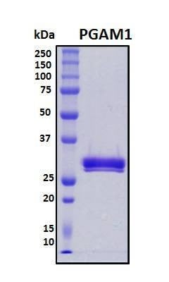 Recombinant Human PGAM1 Protein, Biotinylated