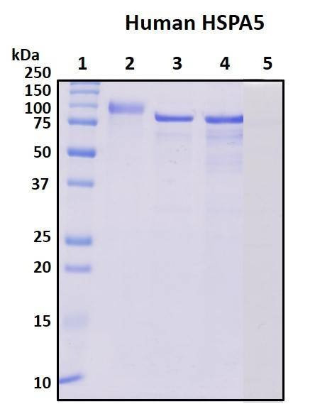 Recombinant Human GRP-78 Protein, Biotinylated