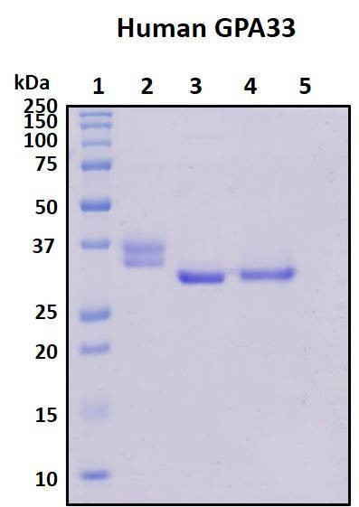 Recombinant Human Glycoprotein A33, Biotinylated
