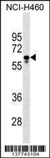 Anti-PGS1 (Center) Antibody