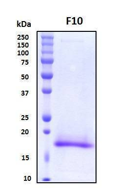 Recombinant Human Factor X (N-Terminal) Protein, Biotinylated