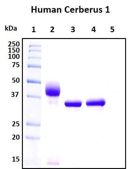 Recombinant Human Cerberus Protein, Biotinylated