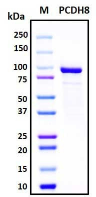 Recombinant Human Protocadherin-8/PCDH8 Protein, Biotinylated