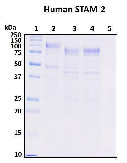 Recombinant Human STAM-2 Protein, Biotinylated
