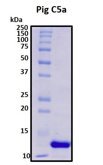 Recombinant Sus scrofa (Sus scrofa (pig)) Complement C5a Anaphylatoxin (C5a) Protein, Biotinylated