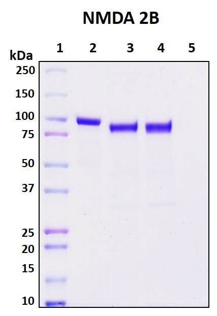 Recombinant Human NMDA 2B Protein, Biotinylated