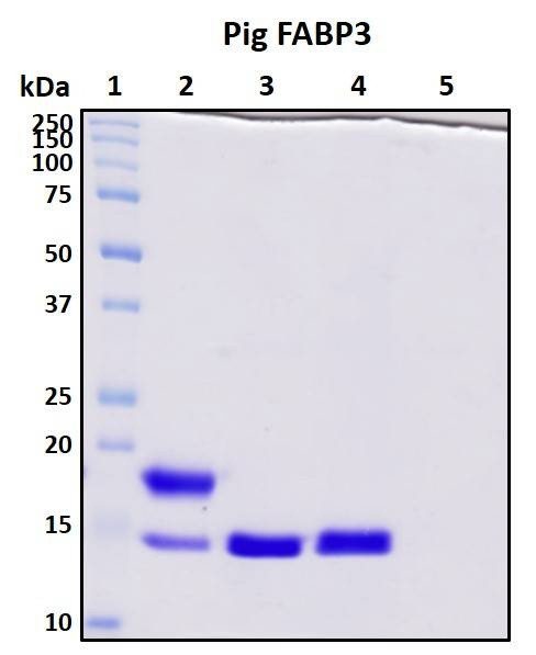 Recombinant Porcine (pig) FABP3 Protein, Biotinylated