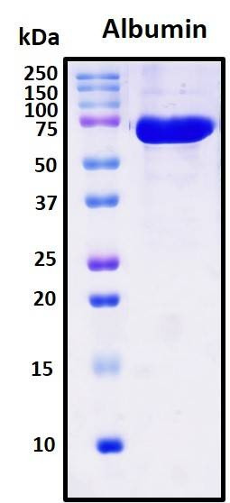 Recombinant Human Serum Albumin Protein, Biotinylated