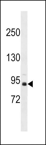 Anti-ZBTB49 (N-term) Antibody