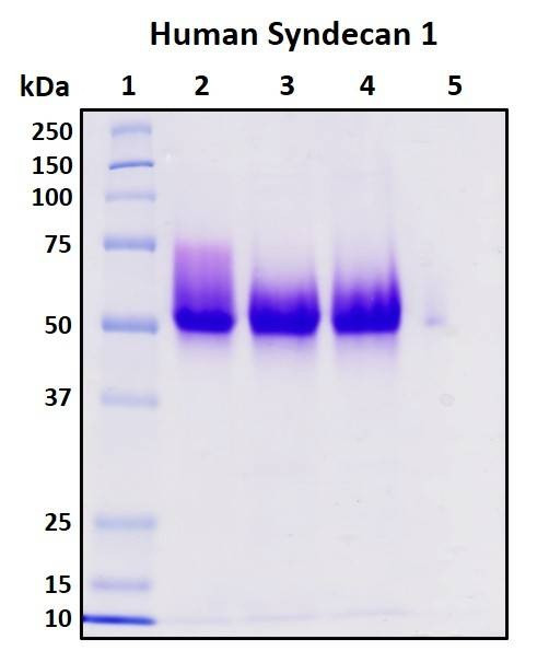 Recombinant Human Syndecan 1 Protein, Biotinylated