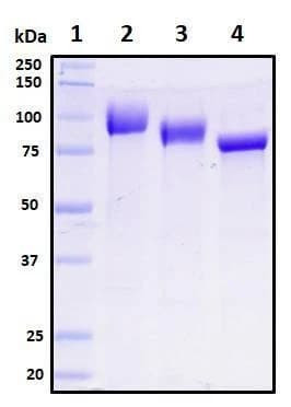 Recombinant Human ACE2 Protein, Biotinylated
