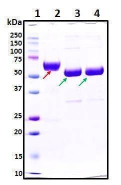 Recombinant SARS-CoV-2 S1 Subunit Protein (RBD) with C-terminal Mouse IgG Fc Tag, Biotinylated