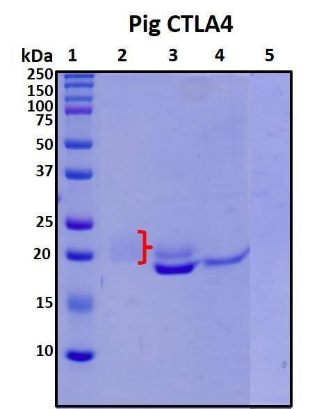 Recombinant Porcine (pig) CTLA4 Protein, Biotinylated