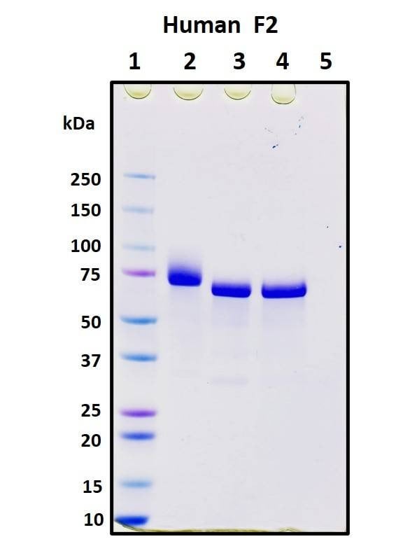 Recombinant Human Coagulation Factor II (F2) Protein, Biotinylated