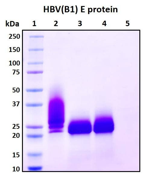 Recombinant HBV (B1 subtype) Envelope Protein, Biotinylated