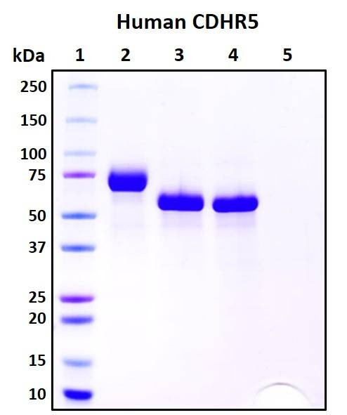 Recombinant Human Cadherin-related Family Member 5 Protein (CDHR5/MUCDHL), Biotinylated