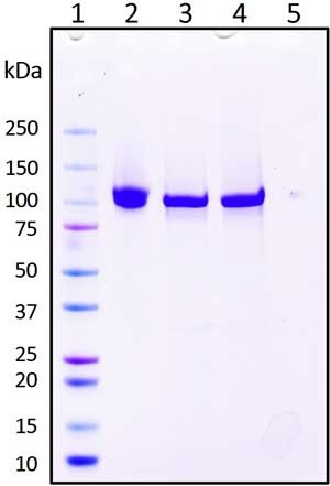 Recombinant Human Neuropilin-1 (NRP1) Protein, Isoform 1, Triple Mutant (S346A, E348A, T349A), Biotinylated