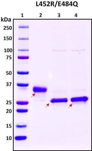 Recombinant SARS-CoV-2 S1 Subunit Protein RBD, double mutant L452R/E484Q, Biotinylated