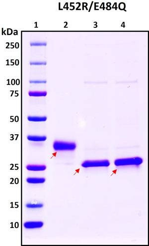 Recombinant SARS-CoV-2 S1 Subunit Protein RBD, double mutant L452R/E484Q, Biotinylated