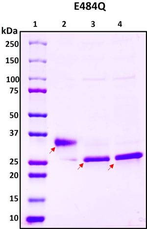 Recombinant SARS-CoV-2 S1 Subunit Protein RBD, E484Q mutant, Biotinylated