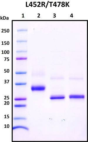 Recombinant SARS-CoV-2 S1 Subunit Protein RBD, L452R/T478K mutant, Biotinylated