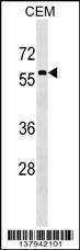 Anti-MSL3 (N-term) Antibody