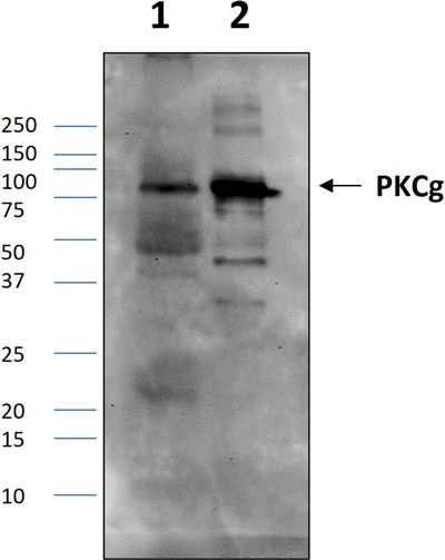 Anti-PKC gamma (305-318aa) Antibody