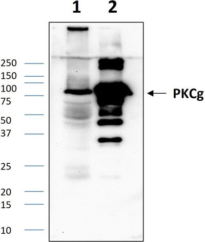 Anti-PKC gamma (305-318aa) Antibody
