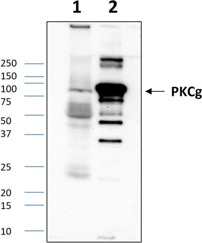 Anti-PKC gamma (305-318aa) Antibody