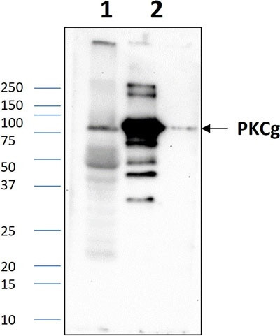 Anti-PKC gamma (305-318aa) Antibody
