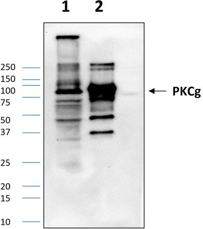 Anti-PKC gamma (305-318aa) IgM Antibody