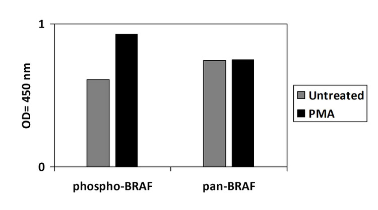 Human Phospho-BRAF (T401) ELISA Kit