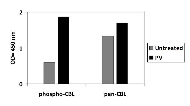 Phospho-CBL (Y774) ELISA Kit