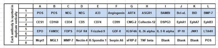 Mouse Cytokine Array C19