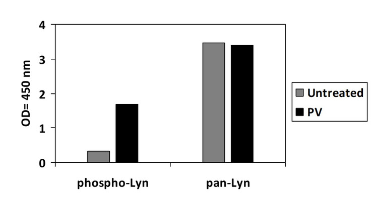 Human Phospho-LYN (Y507) ELISA Kit