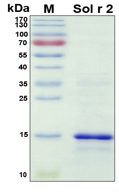 Recombinant Solenopsis ricteri Sol r 2 Protein