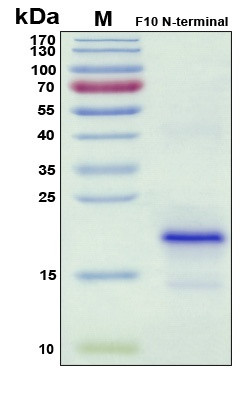 Recombinant Human Factor X, Light Chain Protein