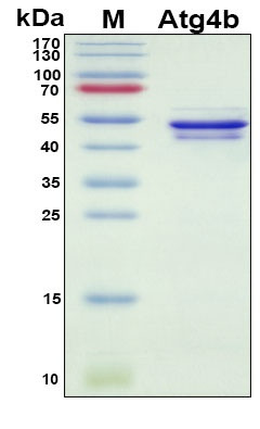 Recombinant Mouse Autophagy Related 4B Cysteine Peptidase (Atg4b) Protein
