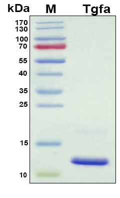 Recombinant Mouse TGF-alpha Protein, Antigen Grade