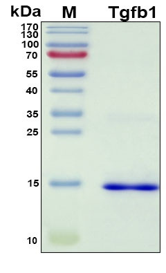 Recombinant Mouse TGF-beta Protein, Antigen Grade
