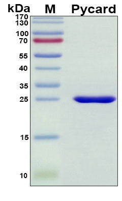 Recombinant Mouse ASC (Pycard) Protein, Antigen Grade