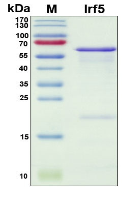 Recombinant Mouse IRF-5 Protein, Antigen Grade