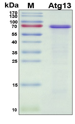 Recombinant Mouse Autophagy Related 13 (Atg13) Protein, Antigen Grade